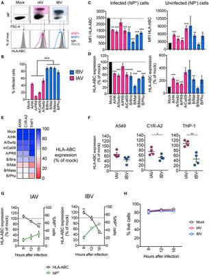 Downregulation of MHC Class I Expression by Influenza A and B Viruses